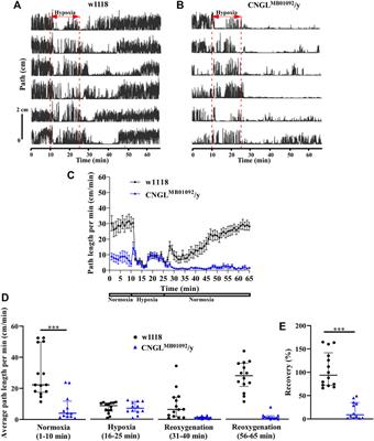 Knockdown of a Cyclic Nucleotide-Gated Ion Channel Impairs Locomotor Activity and Recovery From Hypoxia in Adult Drosophila melanogaster